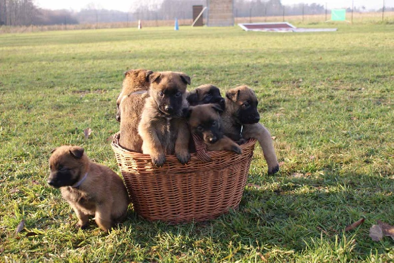 Chiots
