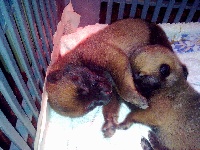 CHIOT