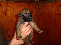 CHIOT